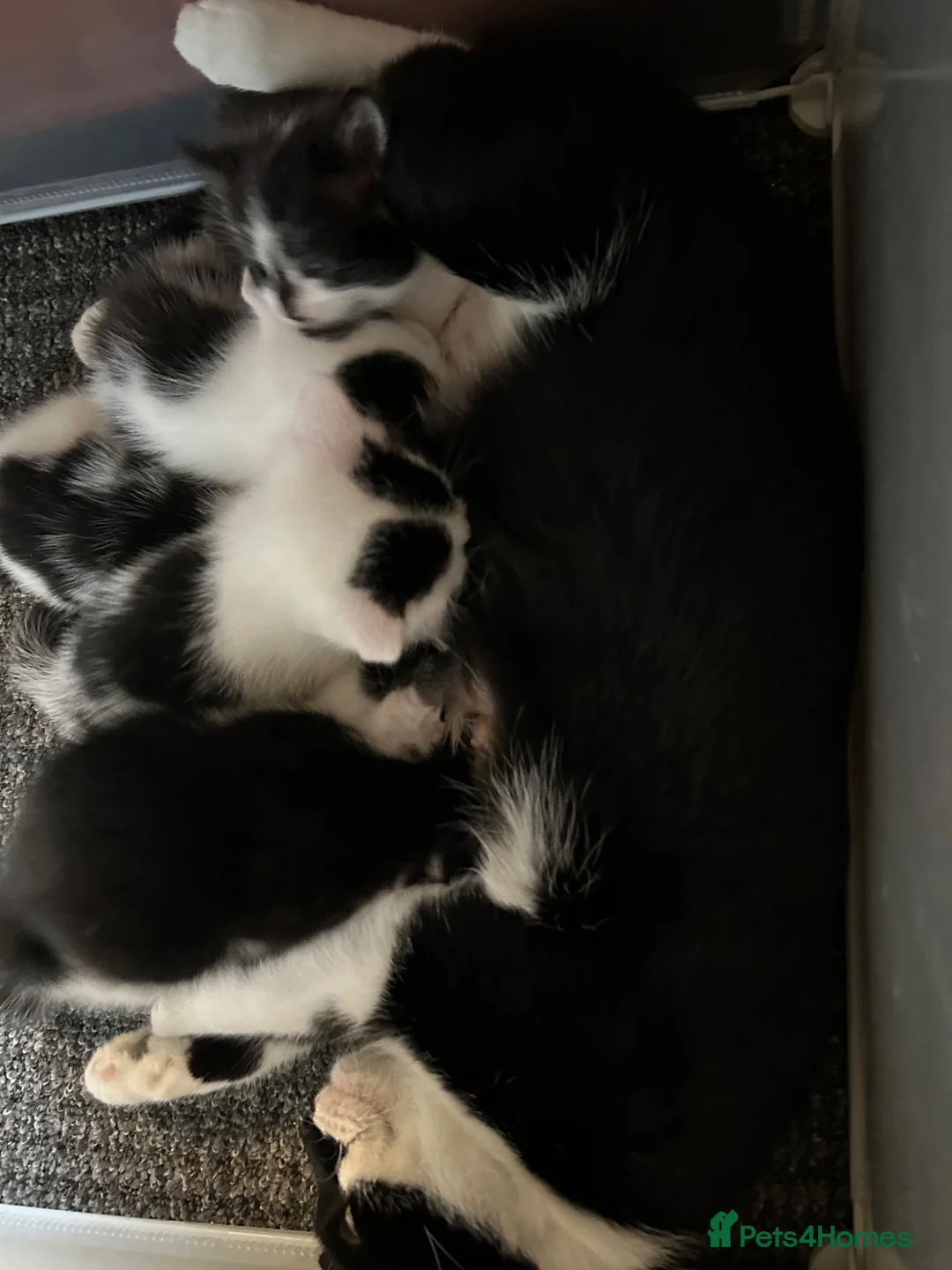 Mixed Breed cats for sale: KITTENS FOR SALE TUXEDO  - Advert 2