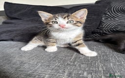 Mixed Breed cats for sale: 7 mix breed healthy kittens  in Sheffield - Image 9