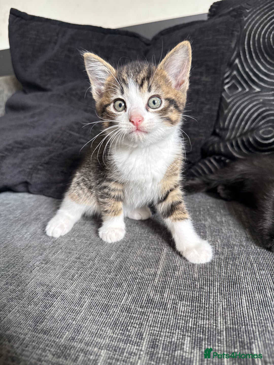 Mixed Breed cats for sale: 7 mix breed healthy kittens  in Sheffield - Image 9