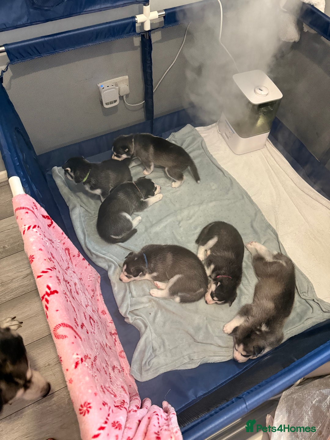 Siberian Husky dogs for sale: Strong Chunky Siberian Husky puppy’s  - Image 16