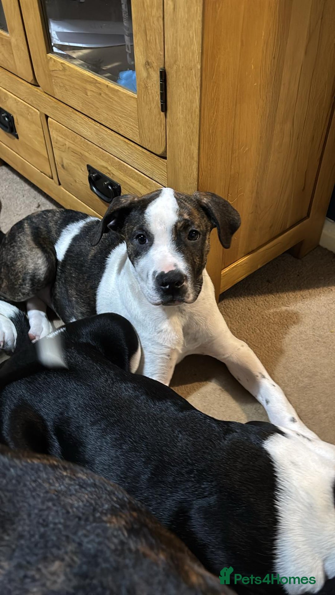 Mixed Breed dogs for sale: Two beautiful pups   - Advert 2