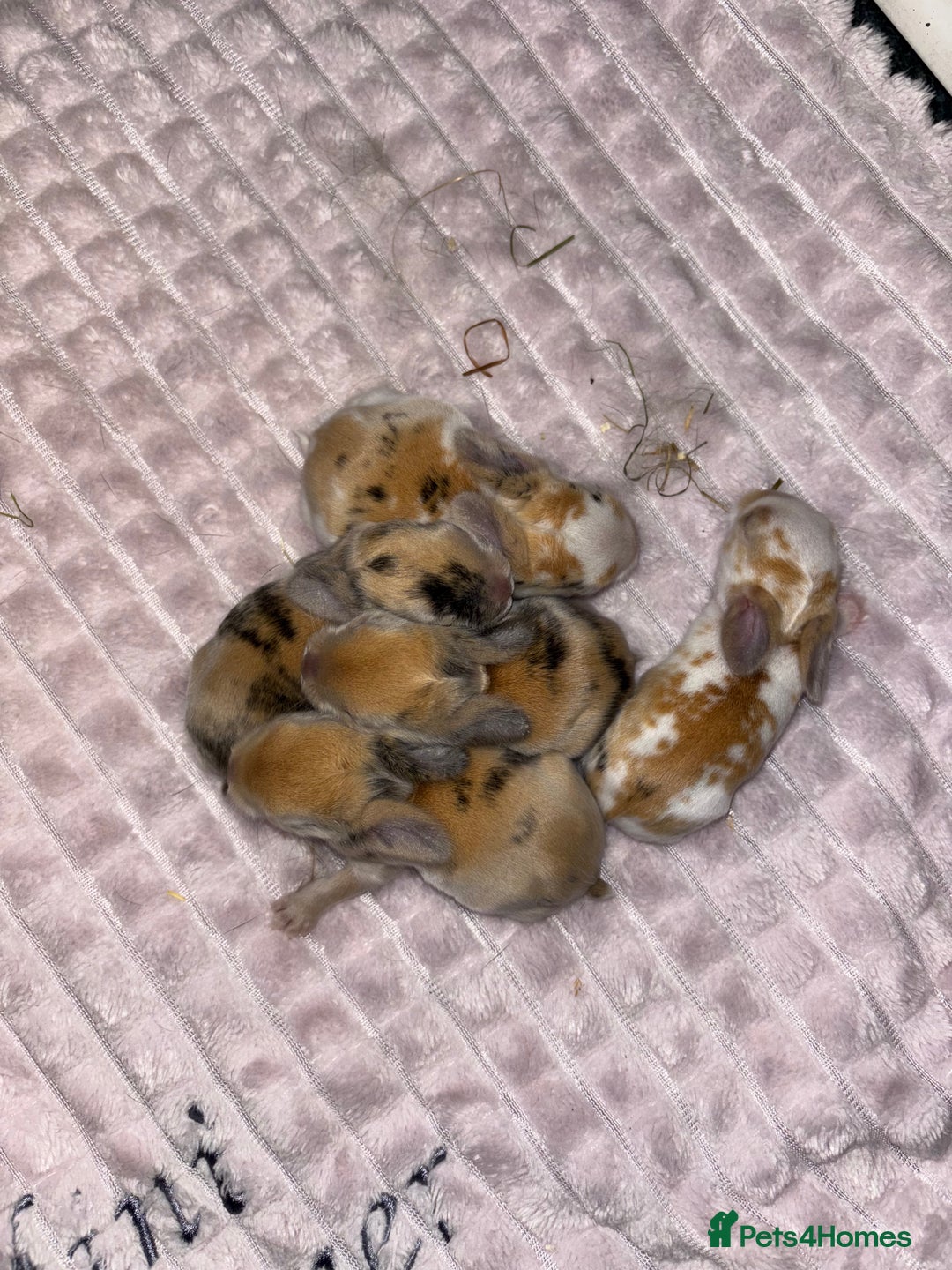Mini Lop rabbits for sale: Mini lop rabbits - Image 1