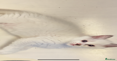 Ragdoll cats - Advert 5