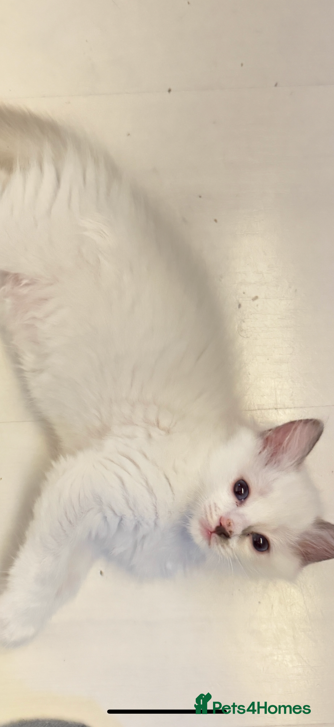 Ragdoll cats for sale: *** 3 Pure Ragdolls Kittens ready to leave *** - Image 9