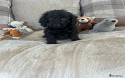 Cockapoo dogs for sale: Gorgeous F1 cockapoo puppies  - Image 17