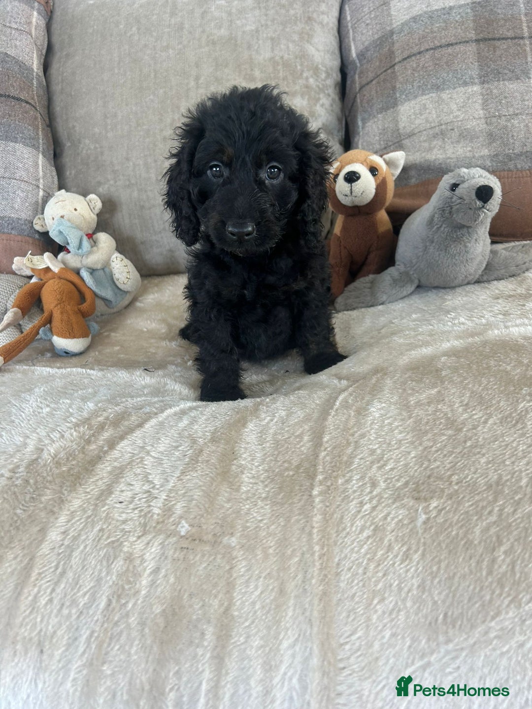 Cockapoo dogs for sale: Gorgeous F1 cockapoo puppies  - Image 17