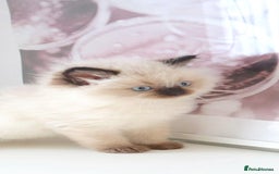 Ragdoll cats for sale: INDOOR FULL PEDIGREE RAGDOLL KITTENS - Image 5