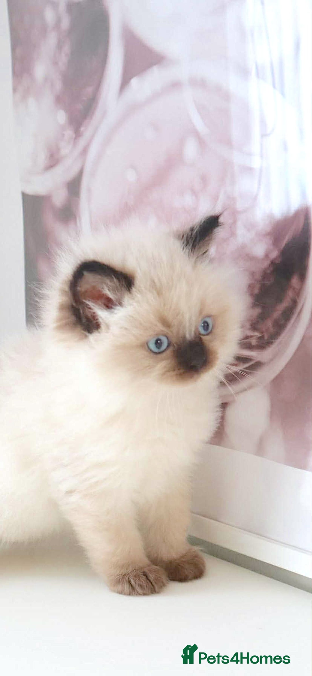 Ragdoll cats for sale: INDOOR FULL PEDIGREE RAGDOLL KITTENS - Image 5