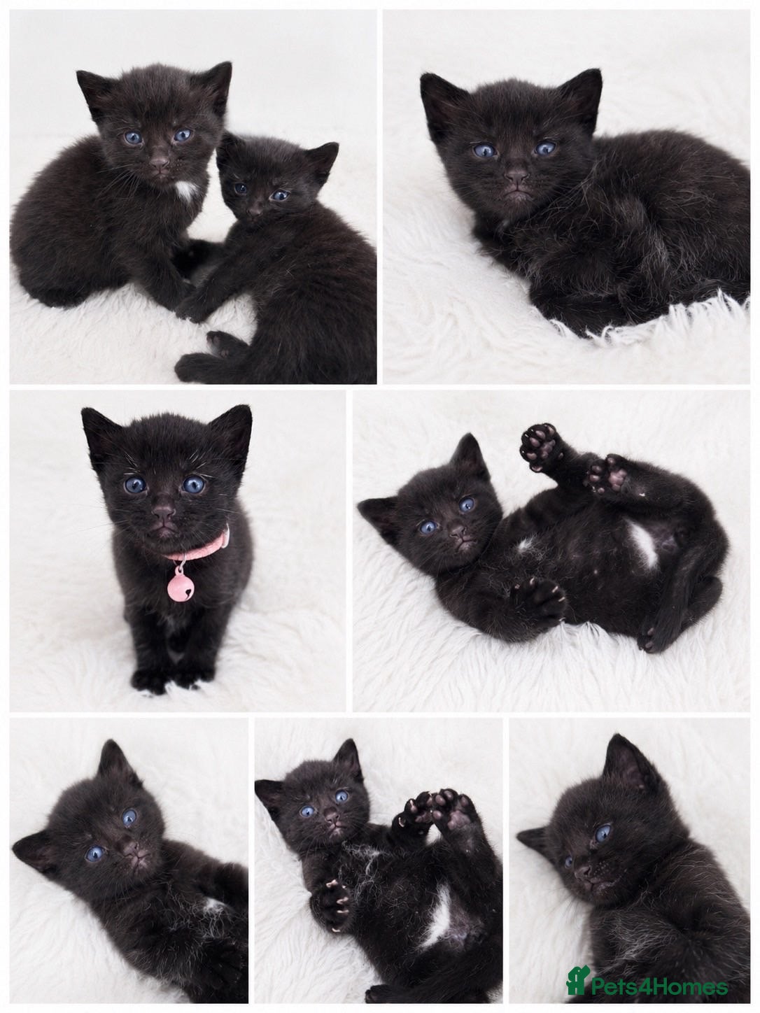 Domestic Shorthair cats 🐈‍⬛Liquorice litter of kittens🖤 - Advert 4