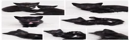Domestic Shorthair cats for sale: 🐈‍⬛Liquorice litter of kittens🖤 in Wisbech - Advert 2