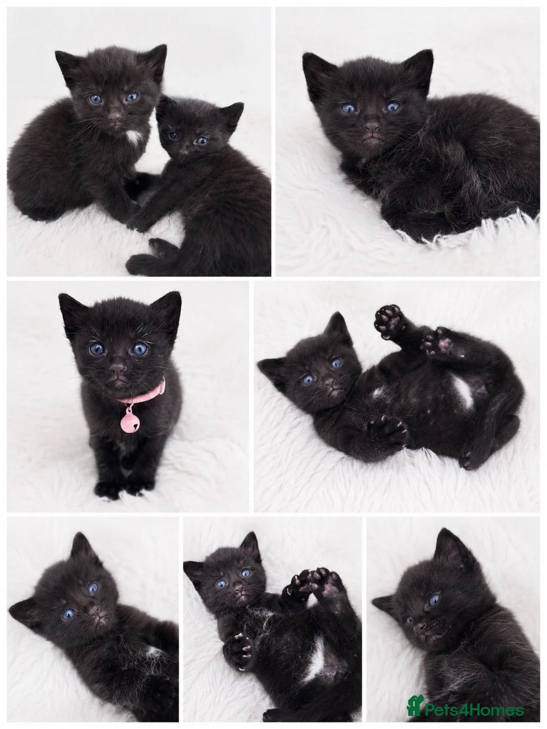 Domestic Shorthair cats for sale: 🐈‍⬛Liquorice litter of kittens🖤 in Wisbech - Advert 2