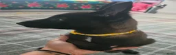 Belgian Shepherd Dog dogs for sale: Belgian malinois puppies - Advert 11