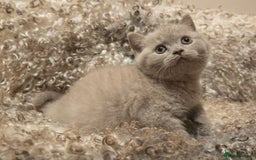 British Shorthair cats for sale: Stunning British Shorthair Kittens  - Image 11