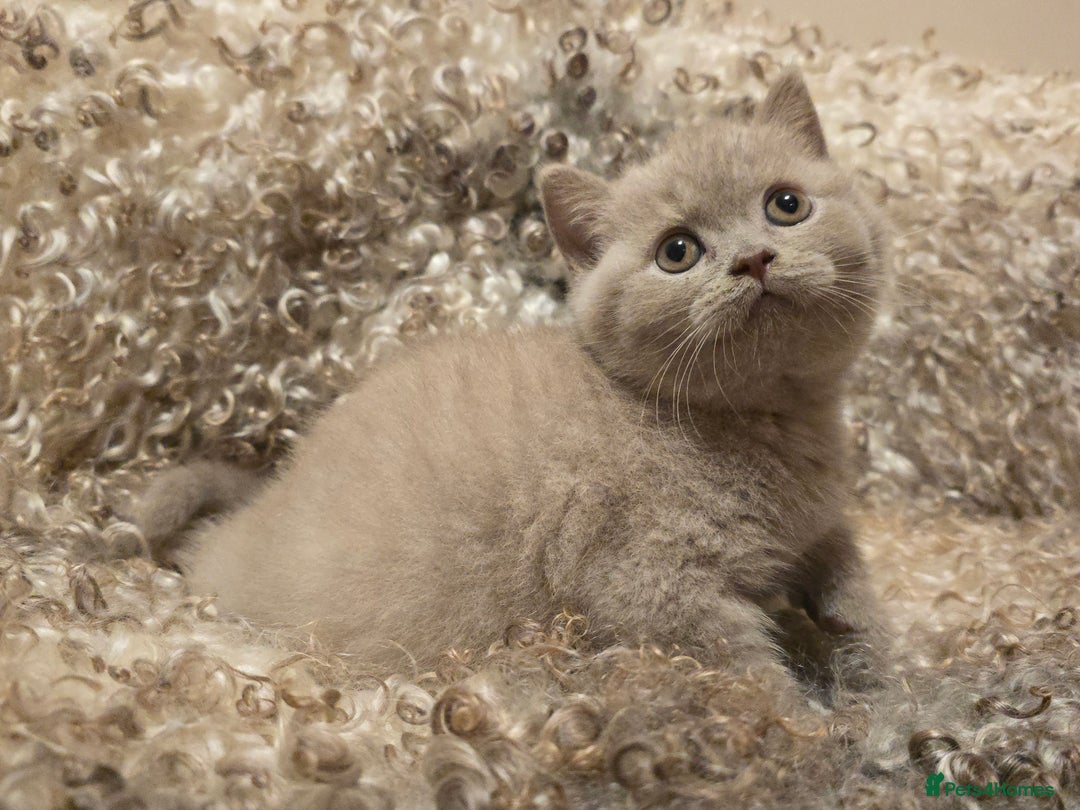 British Shorthair cats for sale: Stunning British Shorthair Kittens  - Image 11