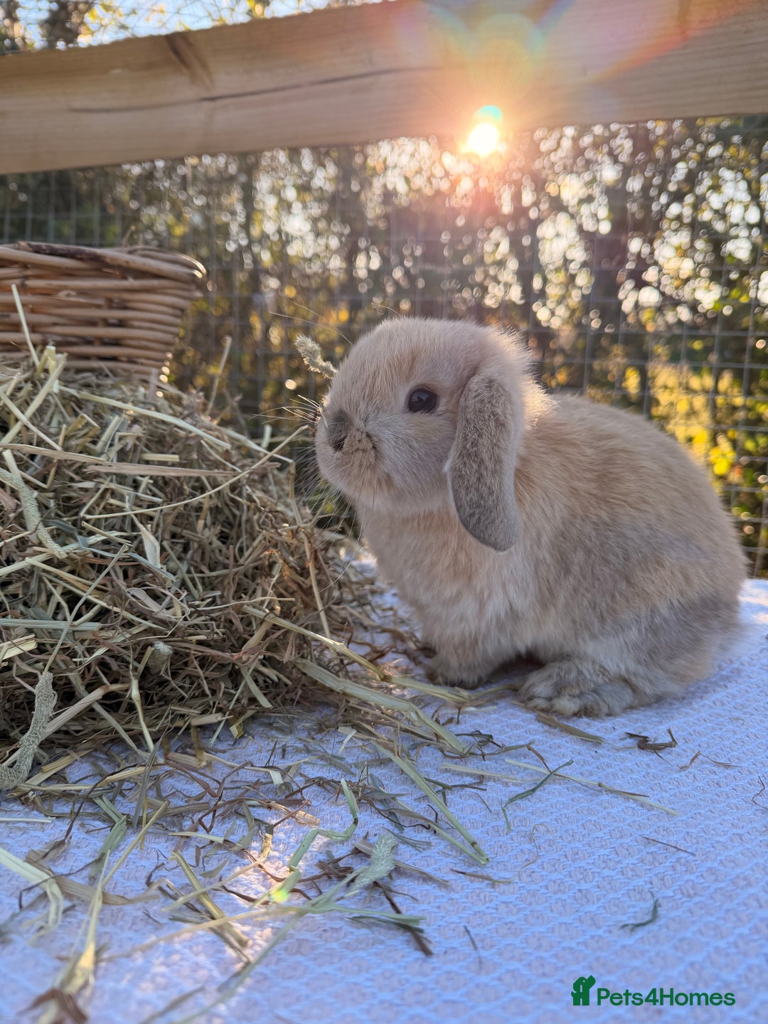 Mini Lop rabbits for sale: Mini Lop bunnies  - Advert 17
