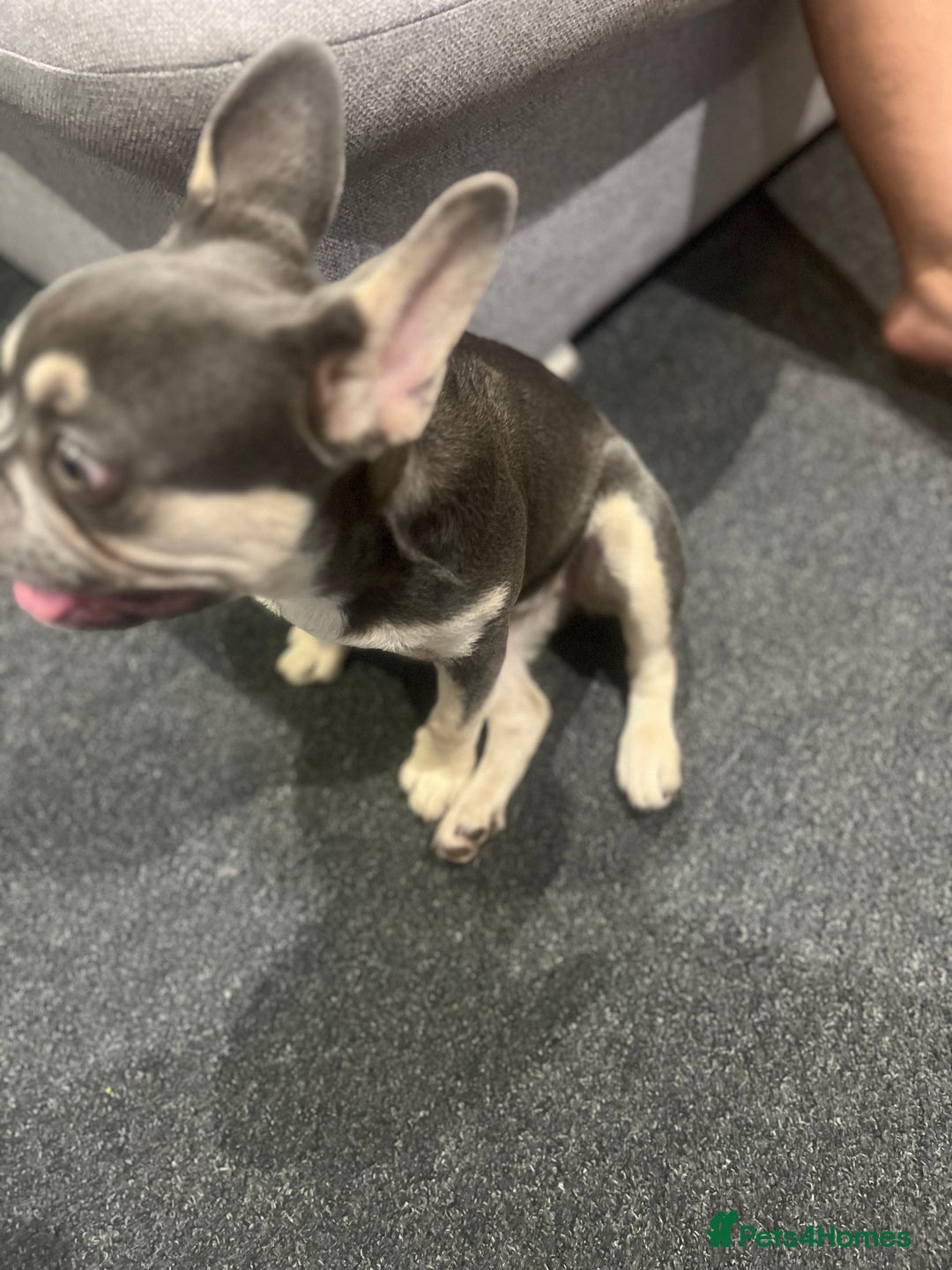 French Bulldog dogs for sale: 6months old LILAC FRENCHIE - Image 3