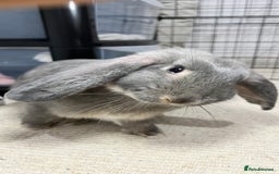 French Lop rabbits for sale: Lovely bunny for rehoming.  - Image 4