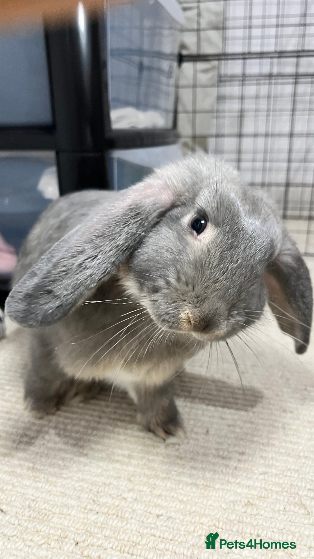 French Lop rabbits for sale: Lovely bunny for rehoming.  - Image 4