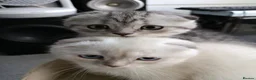 British Shorthair cats for sale: Lovely kittens  - Advert 19