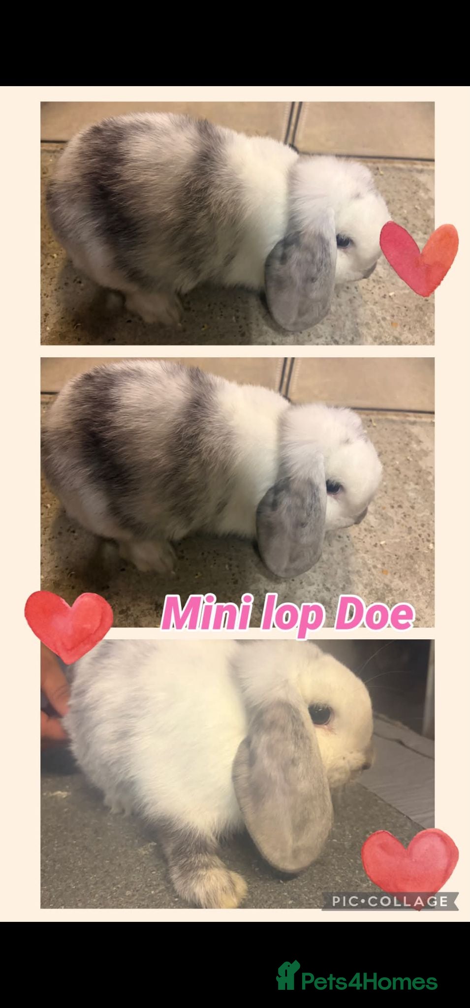Mini Lop rabbits Beautiful blue & white mini lop Doe in Bradford - Advert 2