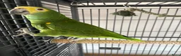 Parrots birds for sale: Blue fronted Amazon Parrot  in Neath - Advert 4