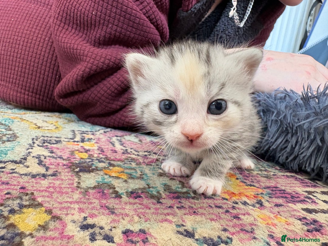 Bengal cats for sale: Beautiful bengal kittens white and ginger  - Image 3