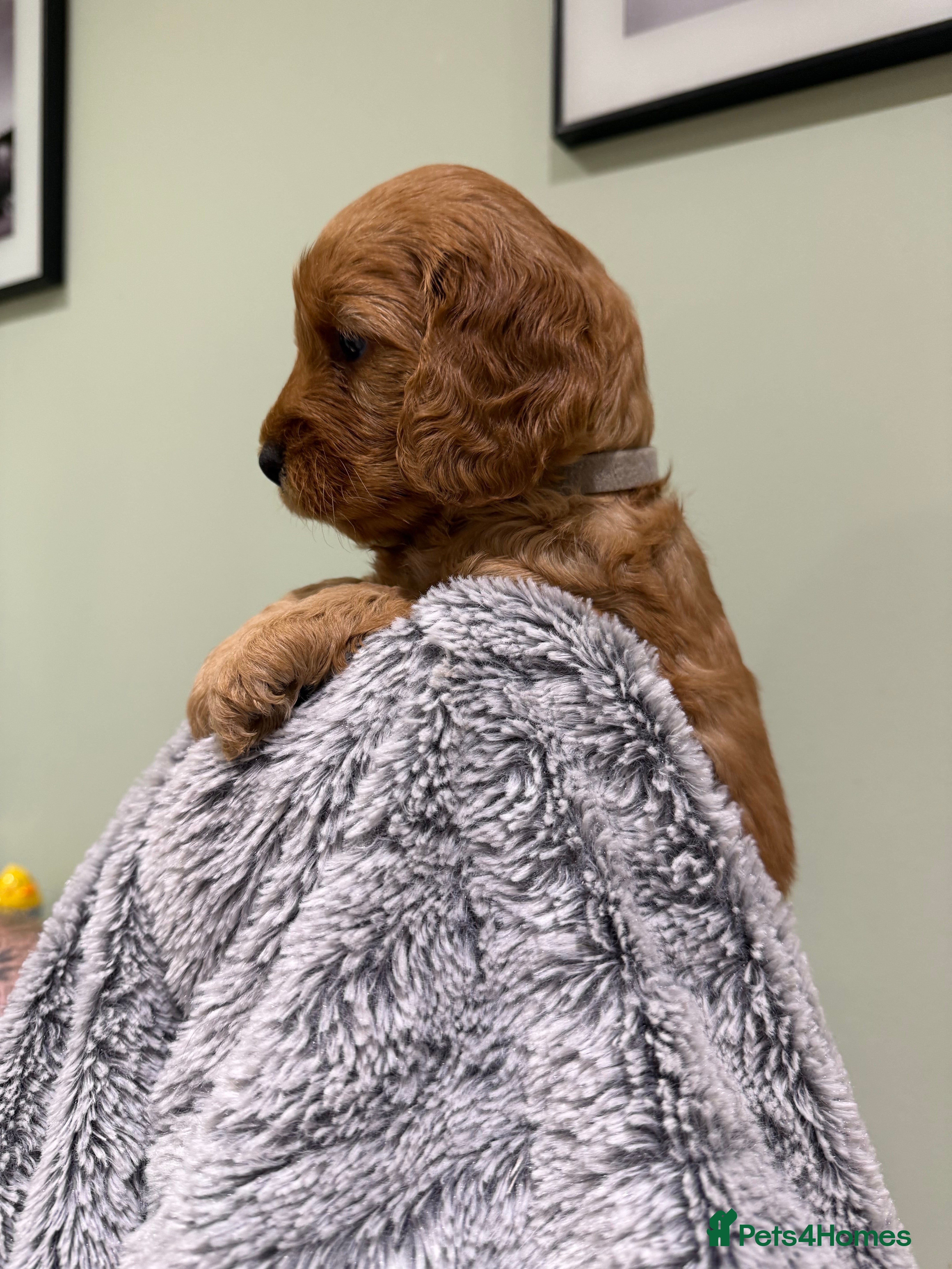 Cockapoo dogs Last beautiful girl left!  - Advert 1