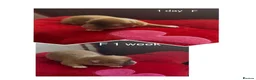 Chihuahua dogs for sale: Chihuahua puppies 🐶  - Advert 19