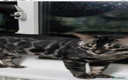 Bengal cats for sale: Big soft boy - Image 3
