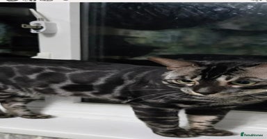 Bengal cats - Advert 2