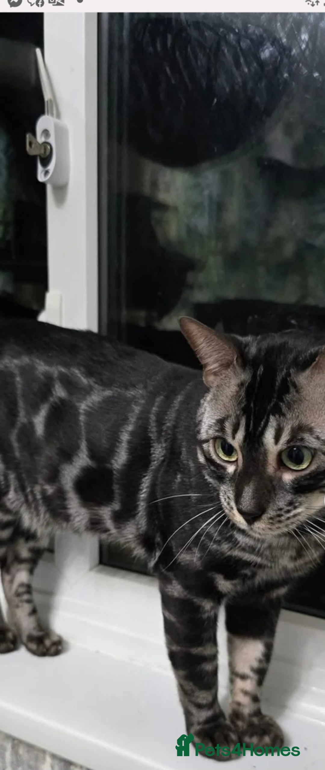 Bengal cats for sale: Big soft boy - Image 3