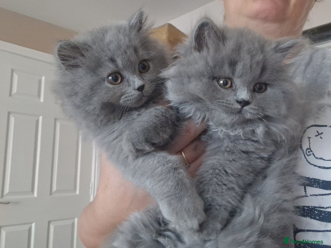 British Longhair cats for sale: british shorthair and shorthair males - Image 11