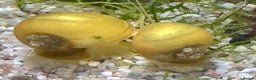 Snails fish for sale: Golden Apple Snails & Moss Balls  - Advert 4