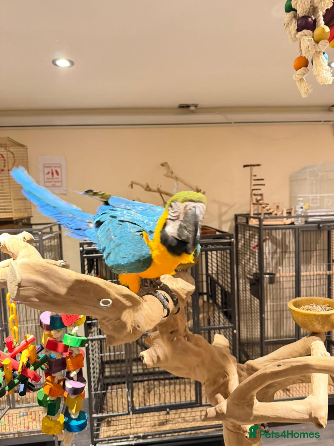 Budgerigars birds for sale: For Sale- Female Blue & Gold Macaw (10 Months Old) - Advert 5