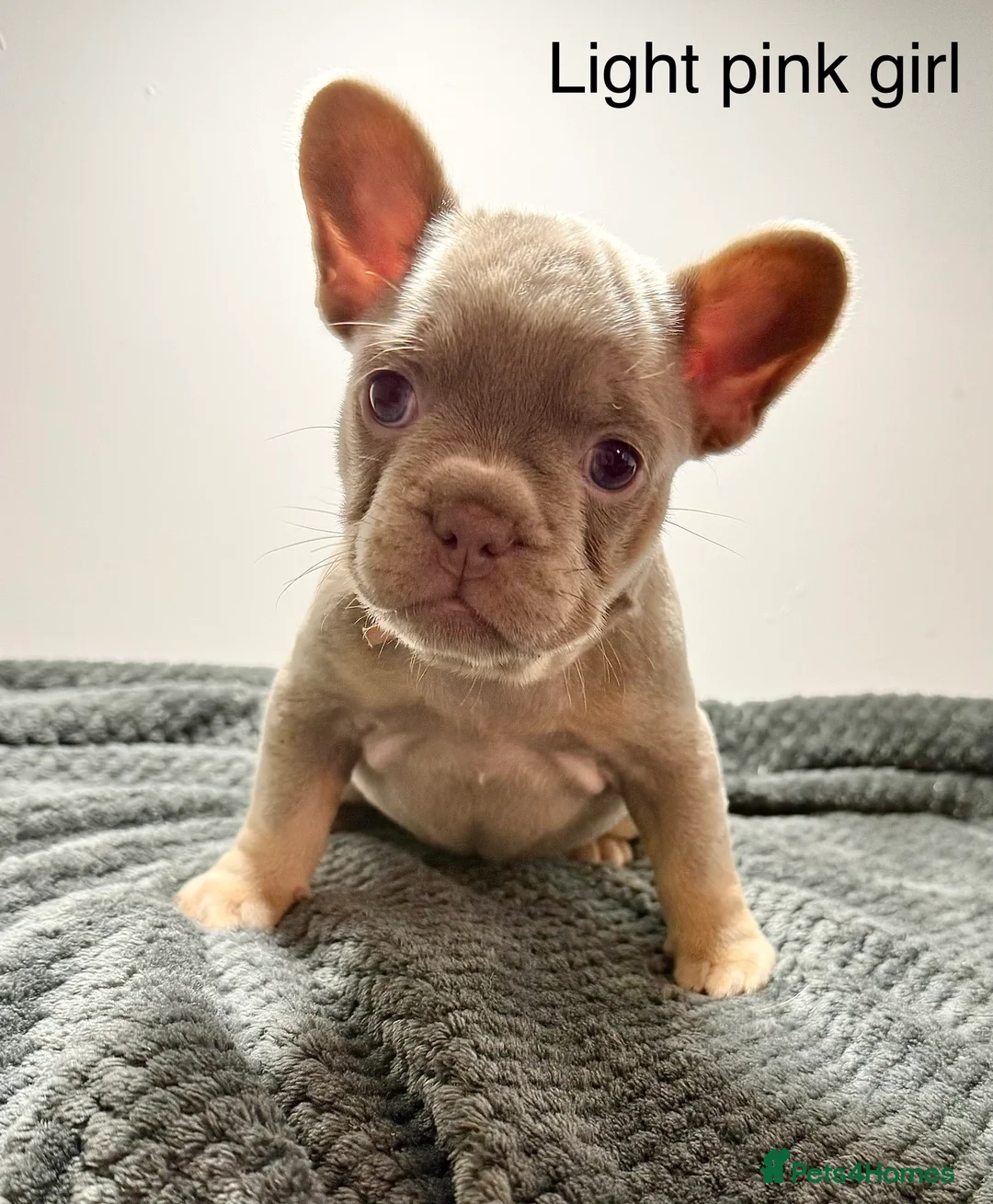 French Bulldog dogs for sale: Isabella NEWSHADE French bulldogs - Advert 2