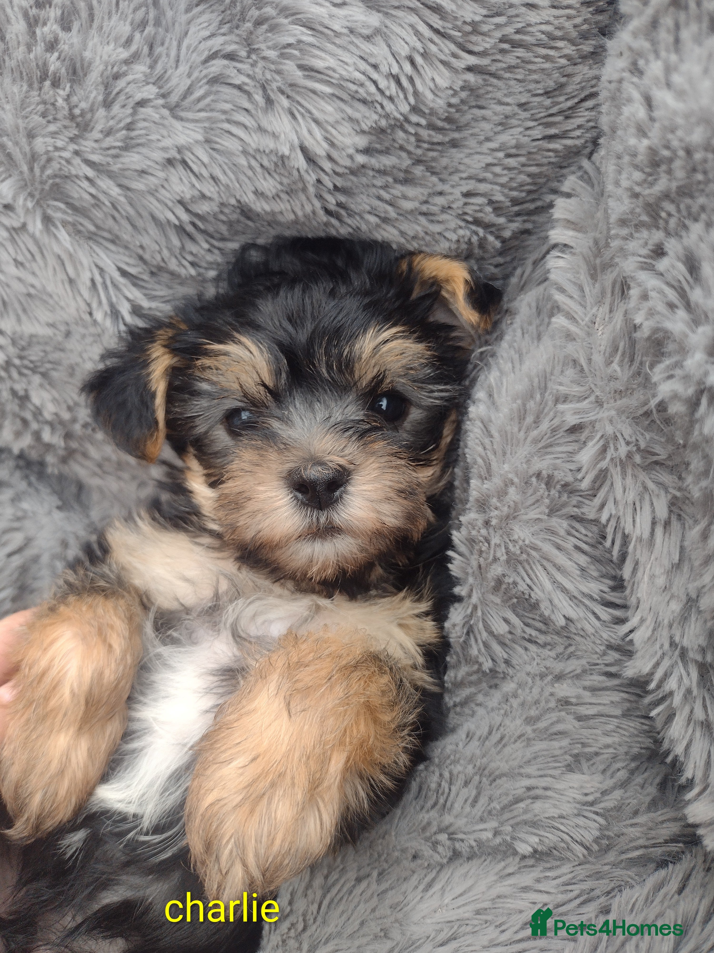 Yorkshire Terrier dogs Puppy's for sale - Advert 16