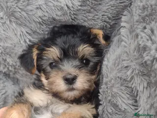 Yorkshire Terrier dogs Puppy's for sale - Advert 16