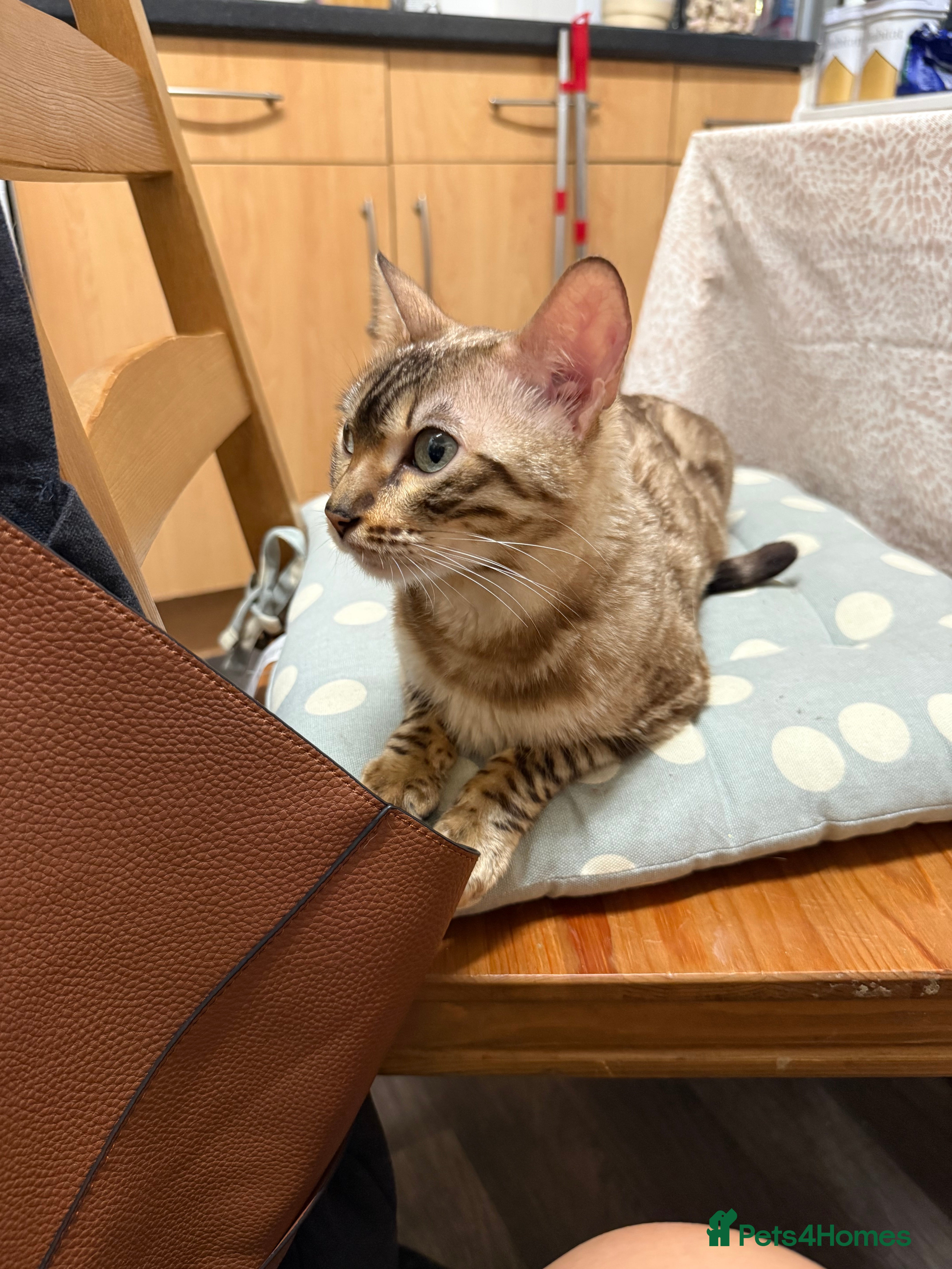 Bengal cats Beautiful Bengal Girl  - Advert 2