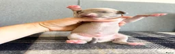 Italian Greyhound dogs for sale: Health tested KC reg Italian Greyhound Puppies  - Advert 11