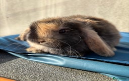 Mini Lop rabbits for sale: Purebred Minilops Available To Reserve - Image 1