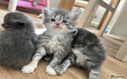 Maine Coon cats for sale: 3/4 maine coon kittens - Image 10