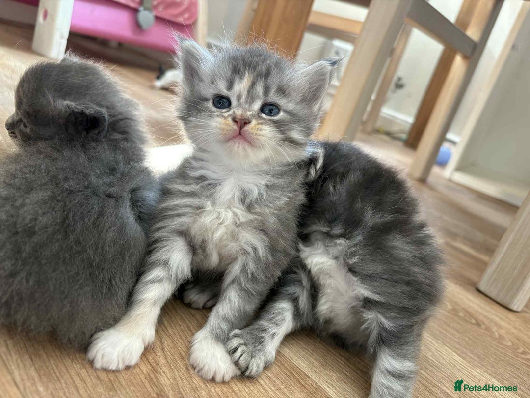 Maine Coon cats for sale: 3/4 maine coon kittens - Image 10