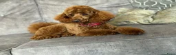 Cockapoo dogs for sale: Stunning Fox Red Cockapoo Puppies in Darlington - Advert 13