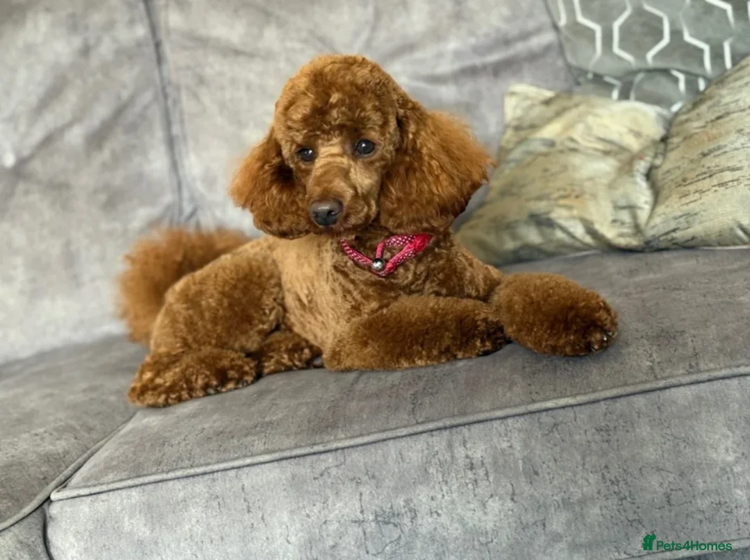 Cockapoo dogs for sale: Stunning Fox Red Cockapoo Puppies in Darlington - Advert 13