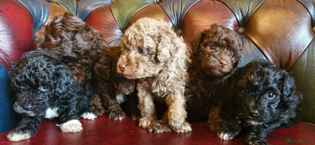 Cavapoo dogs for sale: Gorgeous f1bb Multicolour Cavapoo pups - Image 13