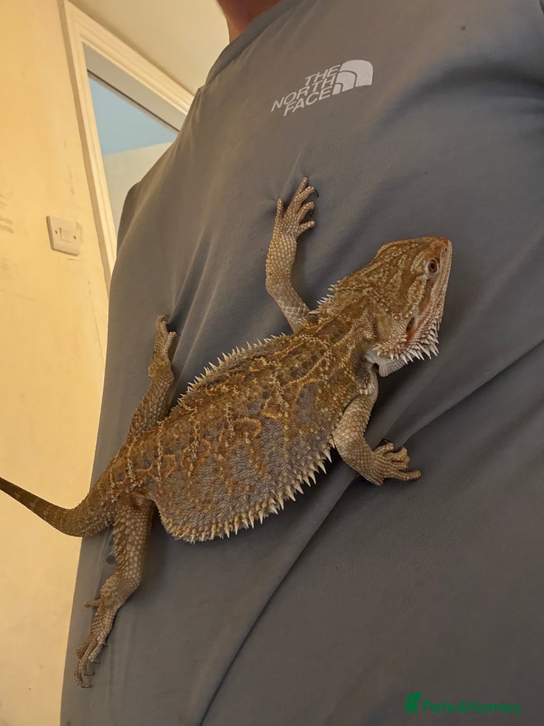 Bearded Dragon reptiles for sale: Bead dragon for sell  - Advert 2