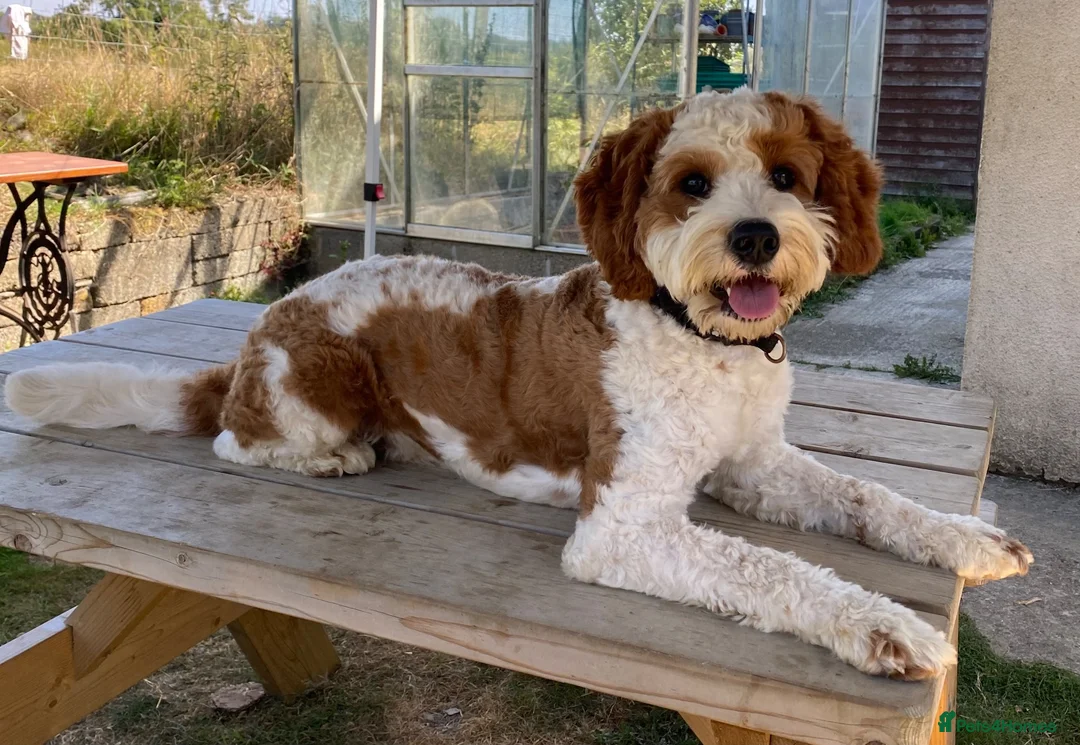 Cavapoochon dogs for sale: 9 month old Cavapoochon  - Advert 1