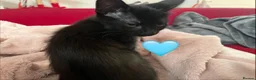 Mixed Breed cats for sale: 😻💚🩵💙🧡💛😻 - Advert 24