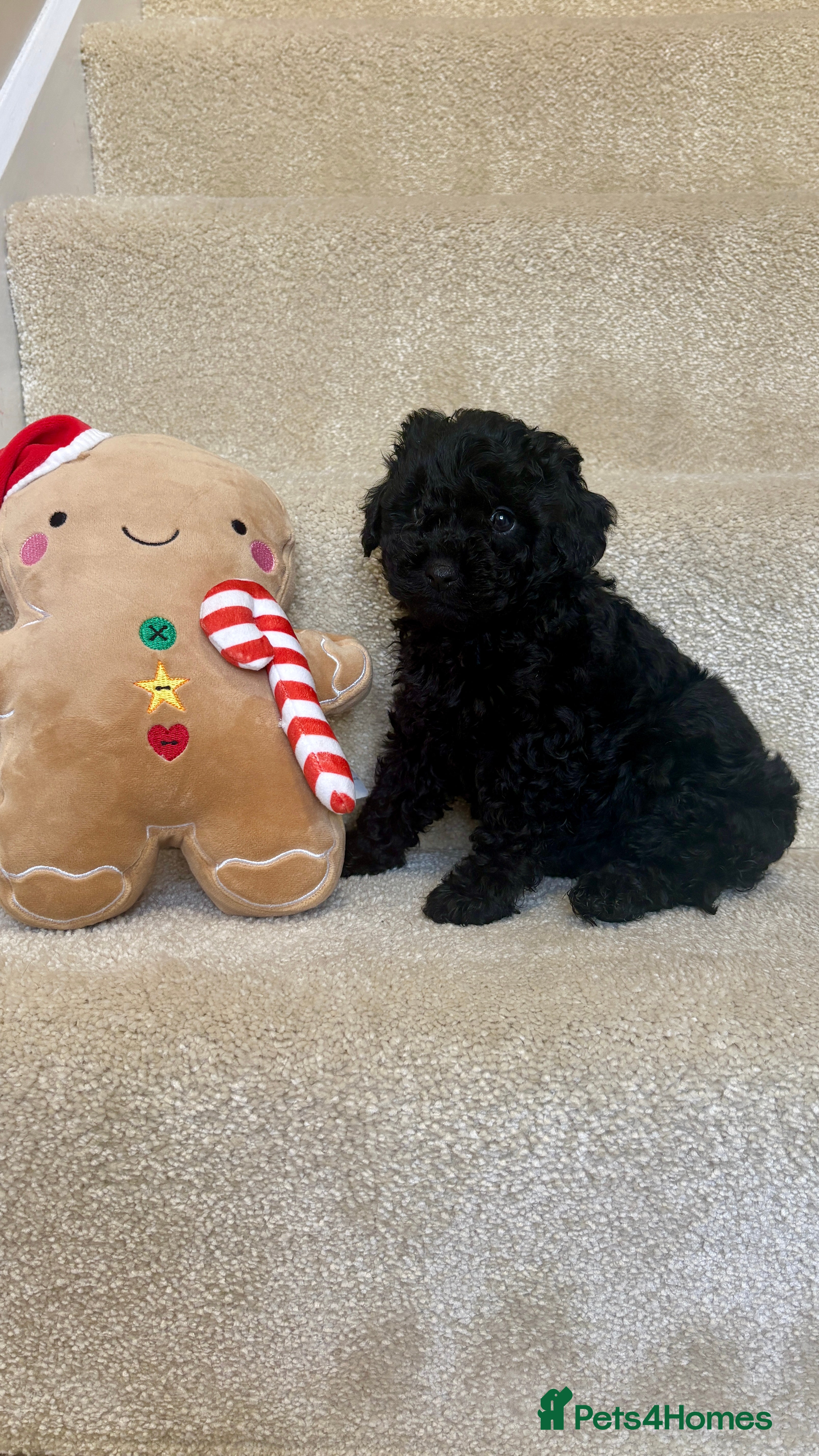 Lhasapoo dogs *****Only 1 girl and 1 little boy left ***** - Advert 10