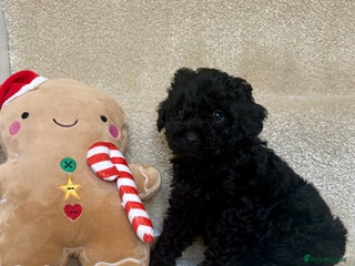 Lhasapoo dogs *****Only 1 girl and 1 little boy left ***** - Advert 10